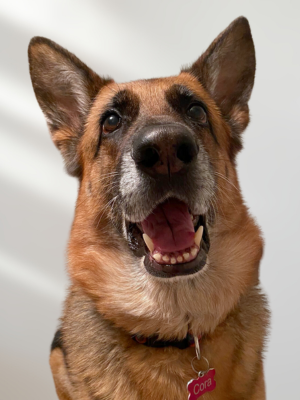 photo of german shepherd